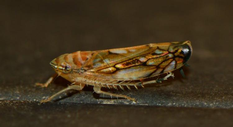 Aranyszínű sárgaság: versenyfutás az idővel a szőlőben