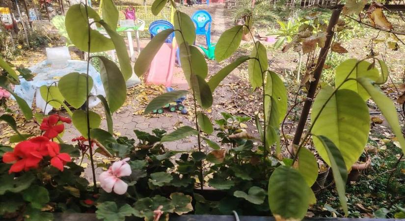 Hihetetlen, mit ültetett ez a nő – ilyen biztosan nincs mindenkinek otthon