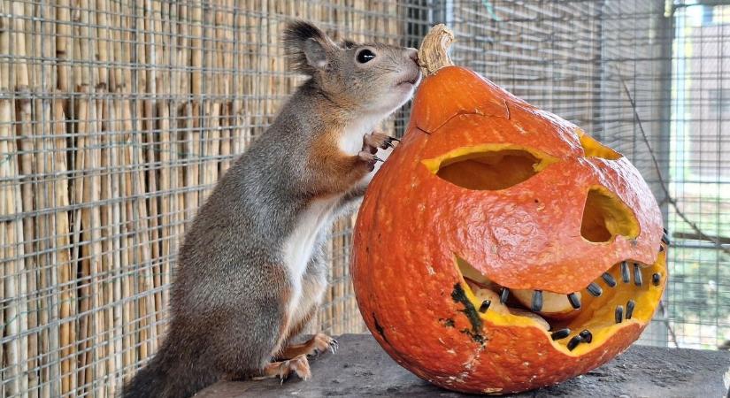 Így lakmározott a halloweeni csemegéből Loki, a holló és Bukfenc, a mókus (videó)