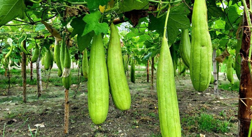 Hihetetlen, mit készített ebből a különleges tökből egy magyar nő – a TikTokon már rajonganak érte