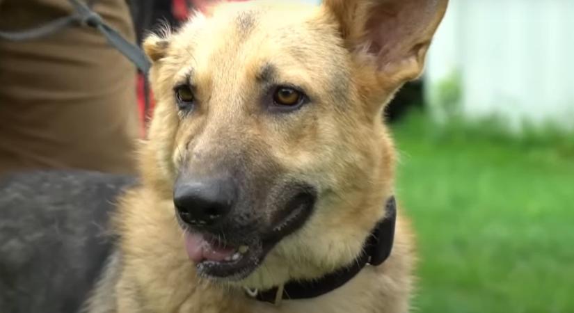 Óriási a botrány: több tucat értékes kutya pusztult el szörnyű körülmények között