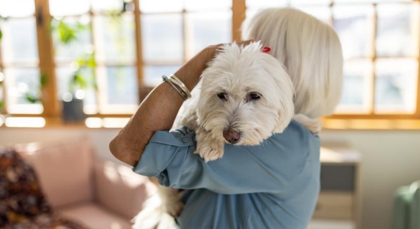 7 nyugis, kistermetű kutyafajta idősebb emberek mellé