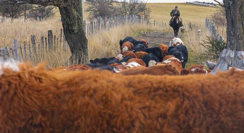 53 ezer hektáron gazdálkodik egyedül egy nő, így csinálja