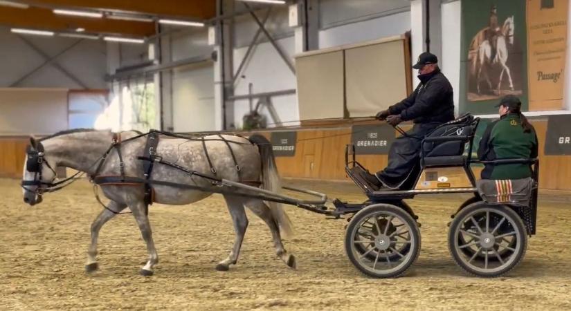 Online folytatódik a lipicai lóárverés