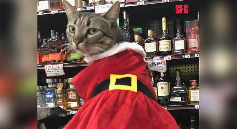 Közkedvelt macskát ütött el a Waymo önvezető robottaxija San Fracisco-ban