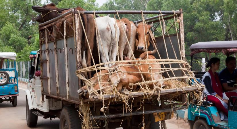 Még mindig nyitott platón hozzák-viszik a marhákat Indiában
