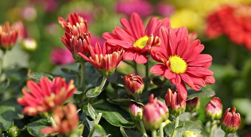 Krizantém: a hűvös napok virágkirálynője – tippek és trükkök, hogy sokáig viruljon