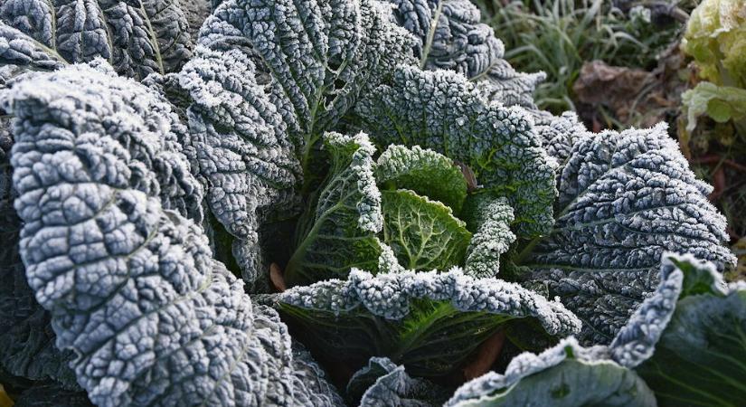 A konyhakert nem zár be – így él tovább a vetemény télidőben