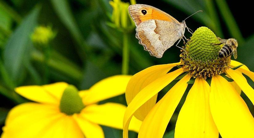 Méhkímélő kert ősszel is – hogyan segíthetünk a beporzóknak?