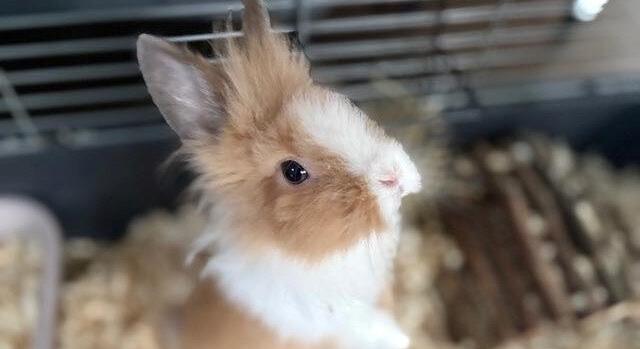 Mentők vették magukhoz a nyuszit: családja autóbalesetet szenvedett