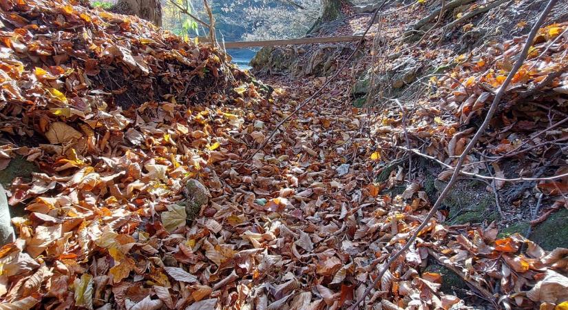 Szomorú látvány a Bükkben, az eltűnés szélén mindenki kedvenc látványossága – fotókkal, videókkal