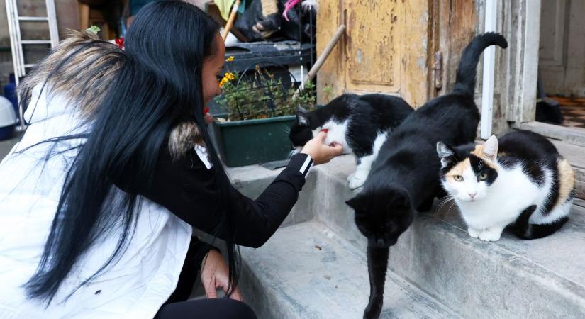 Országosan is egyedülálló az a menedék, ahol csakúgy dorombol az élet