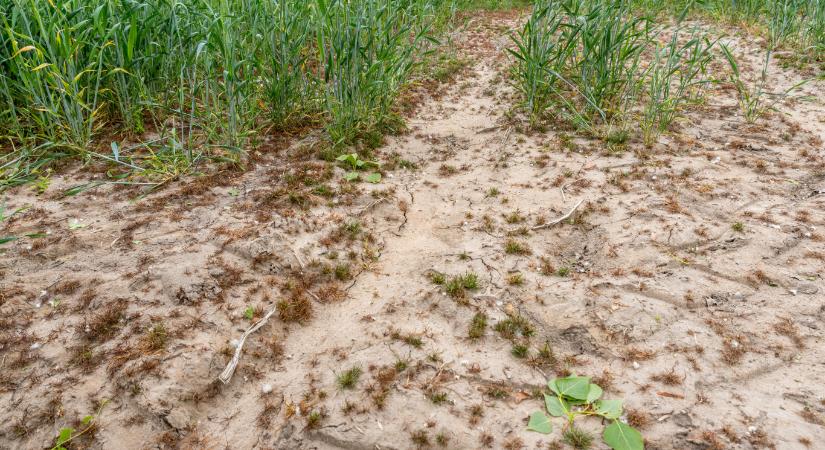 A talajlakó mikroorganizmusok kollektív emlékezete segítheti az aszályok átvészelését