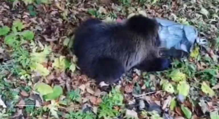 Vödör szorult a medvebocs fejére, itt a videó az utolsó pillanatban végzett mentőakcióról