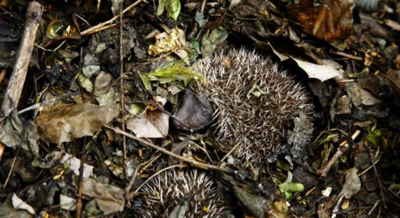 Itt a lombhullás, vigyázzunk a sünökre!