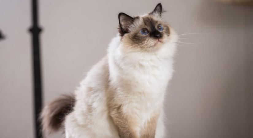 10 rövid érdekesség a burmai szent templommacskáról