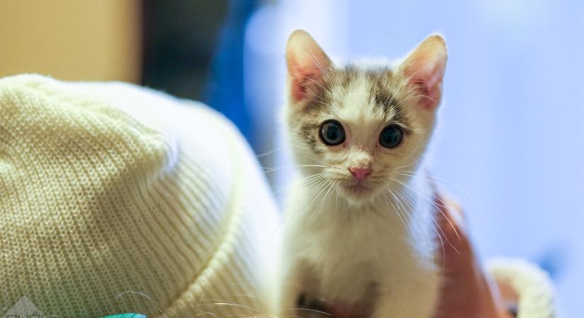 Gazdikereső: Robin, az örökmozgó apróság otthonra vágyik