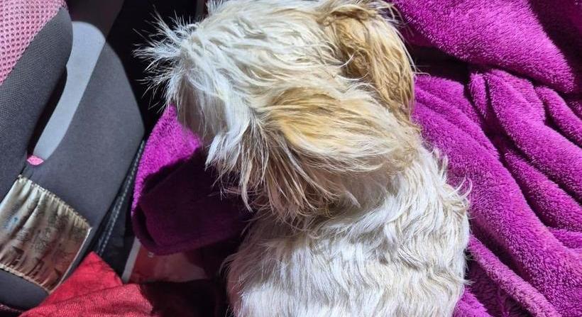 Kidobta a második emeletről a család kiskutyáját egy részeg férfi