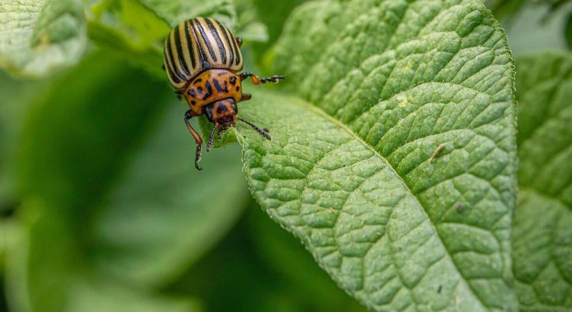 Furcsa módon bántak el a burgonyabogárral, de az ötlet működőképes