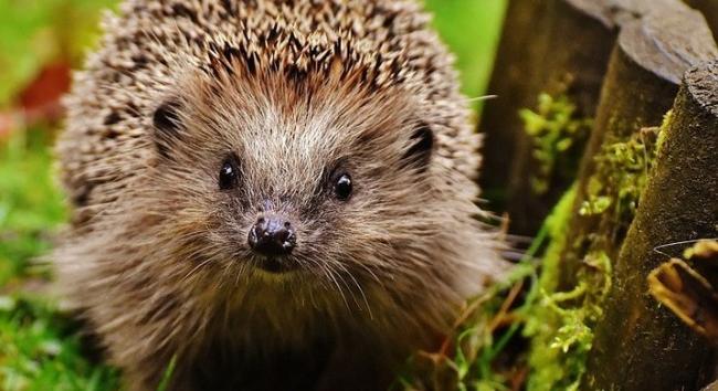 Az őszi kerti munkák veszélyeztethetik a sünöket - Vigyázzunk rájuk