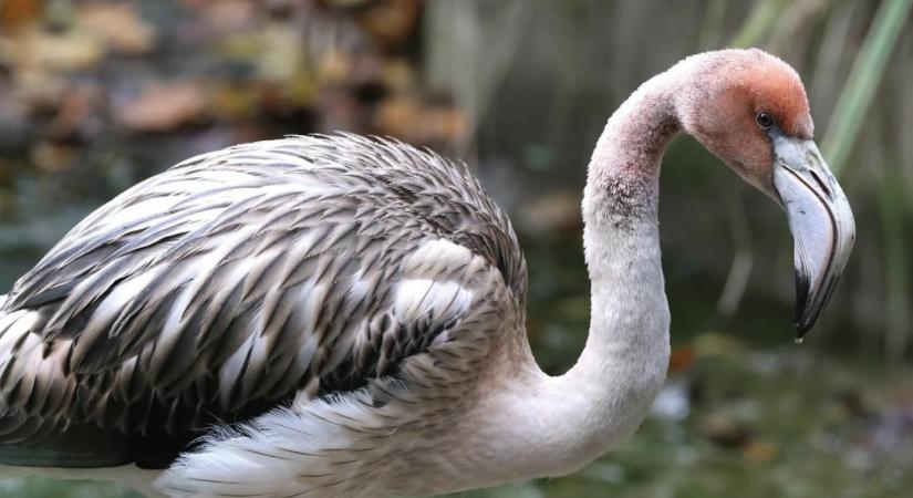Megszökött egy flamingó egy angliai vadasparkból