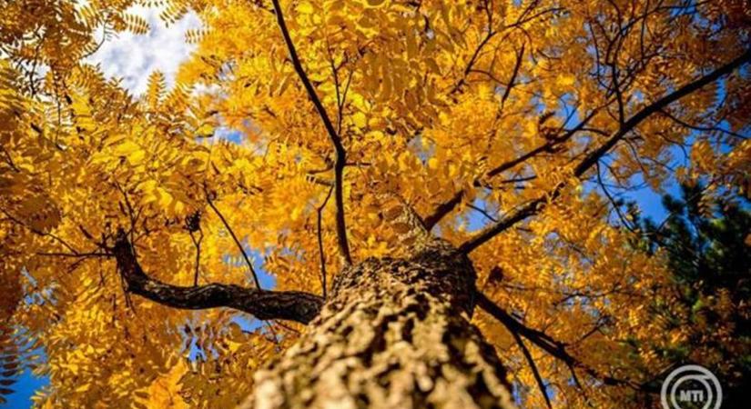 Meteorológia: átlag közeli hőmérsékletű és száraz volt az október