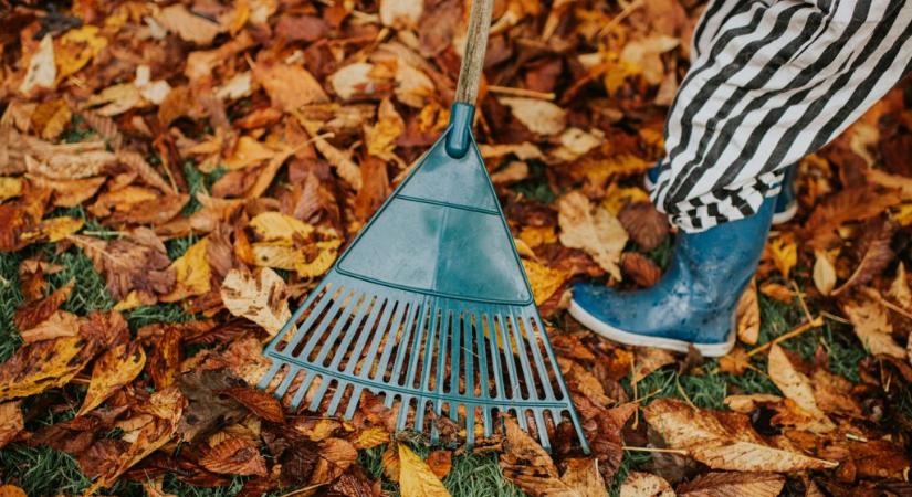 Ezért hasznos, ha nem gereblyézzük össze a lehullott leveleket