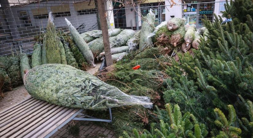 Tökéletes karácsonyfát keres a hölgy Nyíregyháza környékén – és addig nem nyugszik, míg meg nem találja