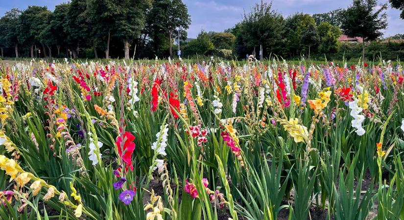 A profik trükkjei: mit adj a kardvirágnak, hogy gyönyörű legyen?