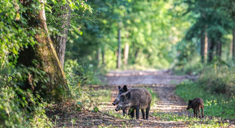 Ezt látni kell! Csodás videófelvételeket hoztunk az élettel teli Gemenci erdőből – videó