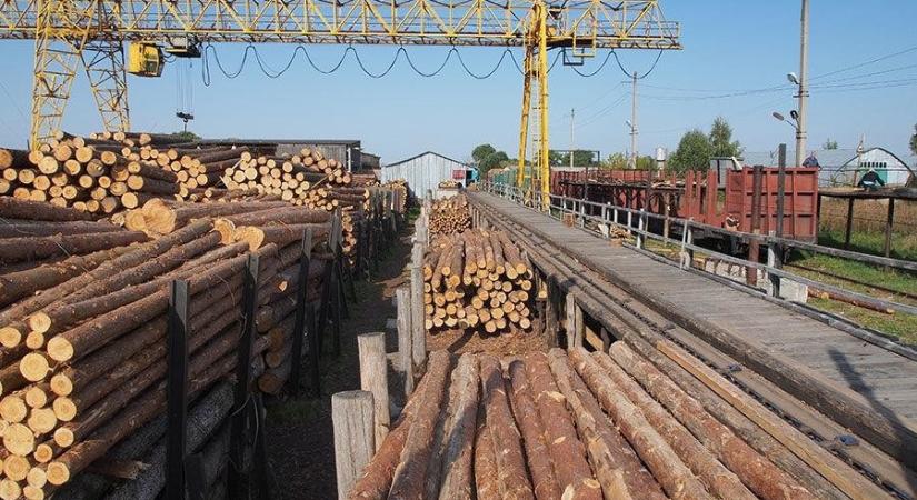 Szviridenko: a kormány ideiglenesen betiltotta a feldolgozatlan fa exportját