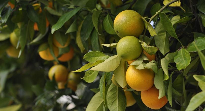 Téli növényvédelem: így teleltesd a kényes növényeket