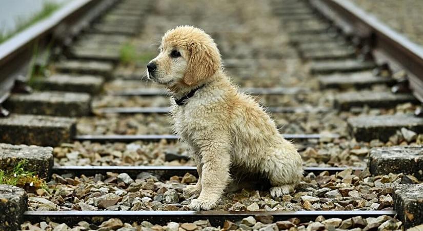 Megható pillanat a síneken: magára maradt kiskutyát találtak a vasúton