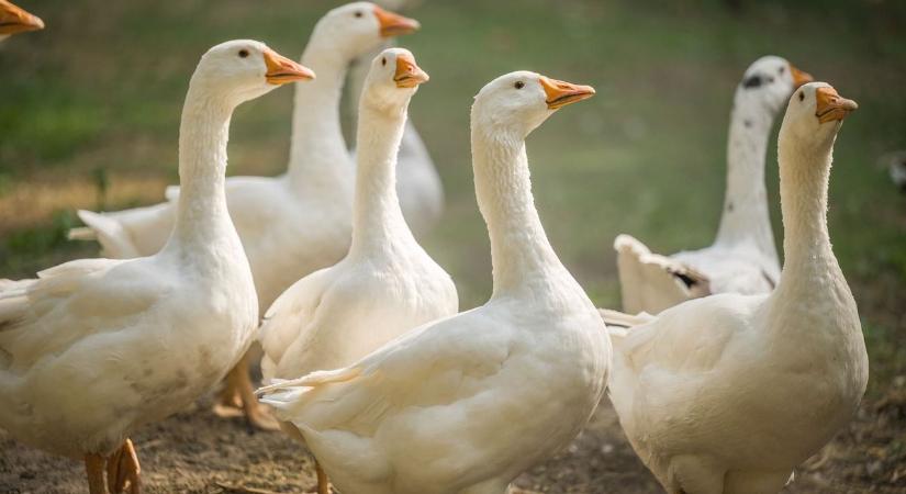 Váratlant húzott a DKV, ez lesz az idei Libasokadalom legnagyobb dobása! - fotóval!