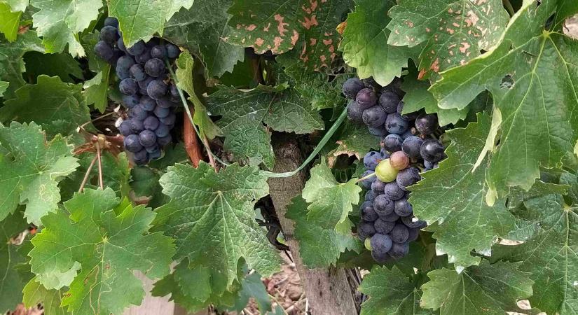 Tovább csökkennek a szőlő- és bortermelők adminisztrációs terhei