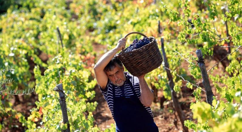 Agrárminisztérium: tovább csökkennek a szőlő- és bortermelők adminisztrációs terhei