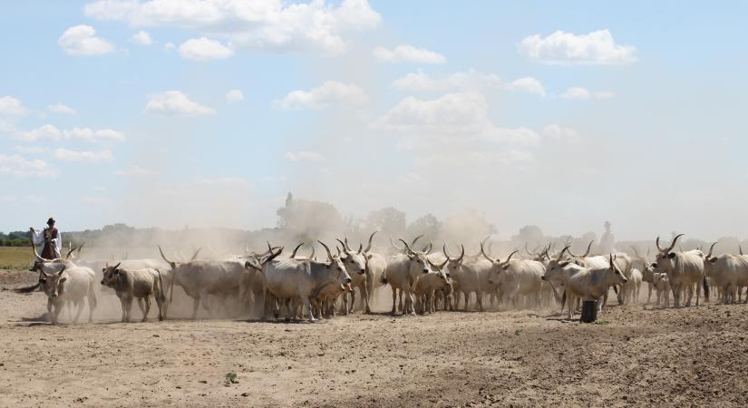Szívósak és kreatívak a magyar állattenyésztők – másképp nem megy