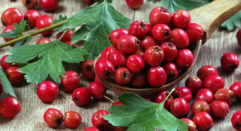 Ez a népi csodaszer ingyen van, Borbás Marcsi se véletlenül ajánlja