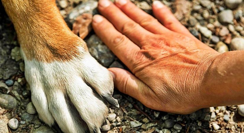 A kutya, aki megmentette gazdája életét: megható történet az ember és állat közötti valódi kötelékről