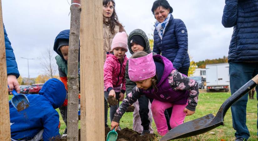 Pallagi faültetéssel folytatódott Debrecen egyik legnépszerűbb zöld programja – fotókkal