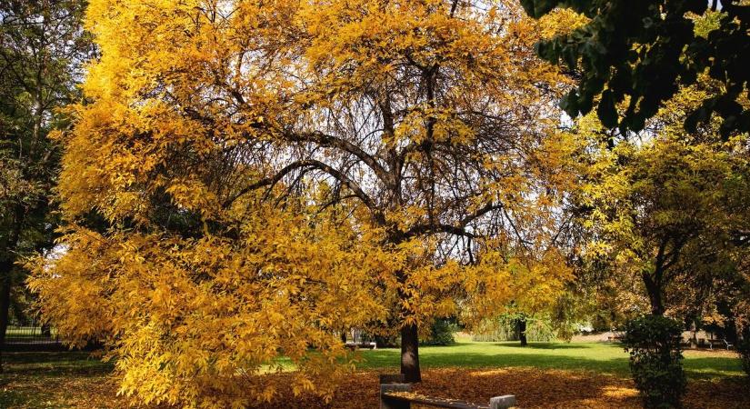 Folytatódik a szeszélyes őszi időjárás Hajdú-Biharban! Mutatjuk, hogy mit tartogat az időjárás holnap