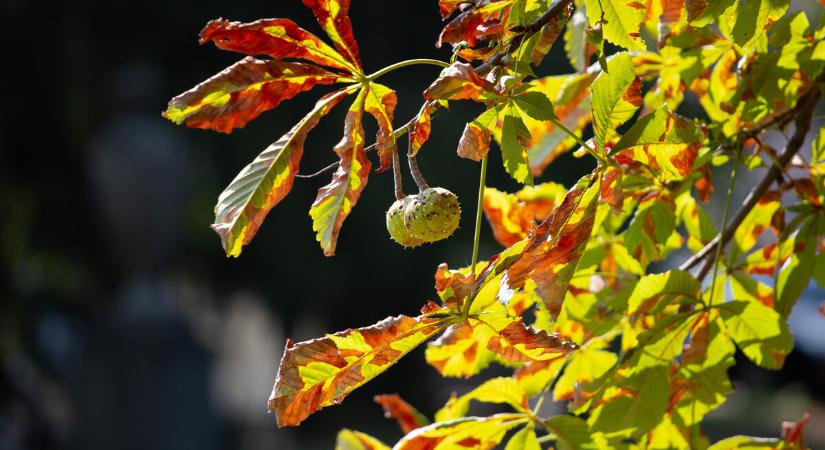 Átlag közeli hőmérsékletű és száraz volt az október