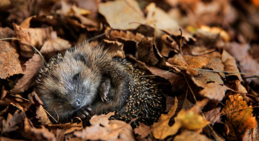 Felhívást tettek közzé: ezt jobb, ha egy magyar sem teszi meg a kertjében