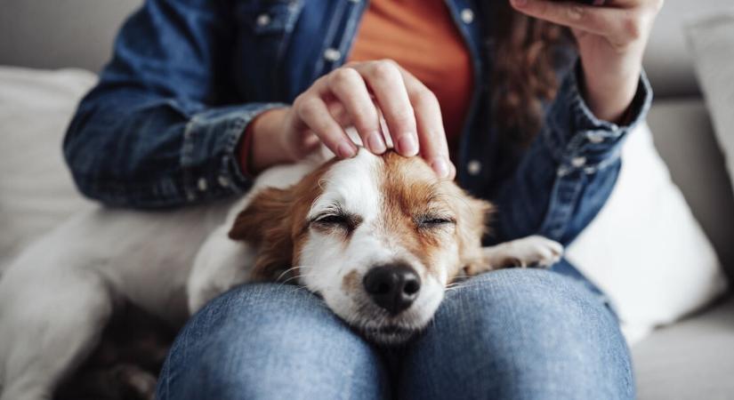 Ő a család kedvence, mégis beteggé tesz – felismered a kutyaszőr-allergia tüneteit?