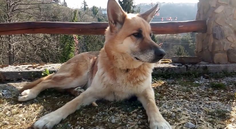 A láthatatlan sebek – Amikor az állat nem vérzik, hanem csendben szenved  videó