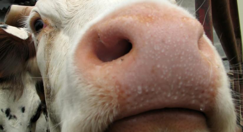 Szlovákia visszaszerezte a száj- és körömfájás-mentes státuszt