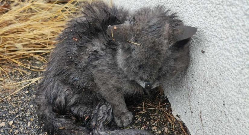 Borzasztó, mit tettek ezzel a kiscicával! – Az állatorvosok is sokkot kaptak