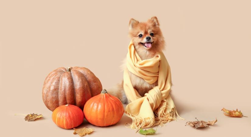 Nyugodt őszi napok jönnek