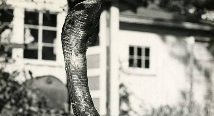 Egy dühös kamasz miatt rettegett egy egész város: mérgeskígyókat szabadított rájuk