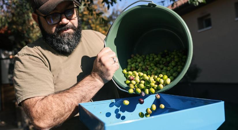 Magyar földből magyar olajbogyó? Répcelakon már sajtolják, hamarosan Kajárpéc is csatlakozik – fotók, videó